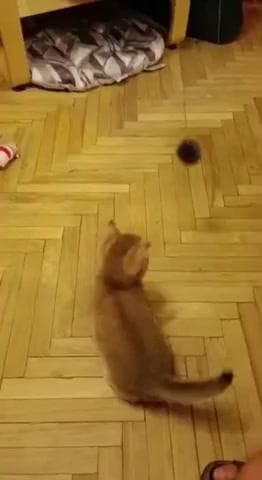 🐈 Cat playing 🎴 with a ball ⚽ #sports #animals