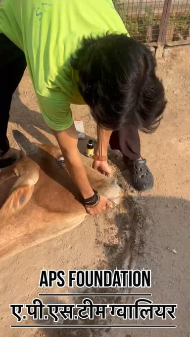 जान छोड़ दी अपनी नंदी महाराज के पेट में बहुत ज्यादा पॉलीथिन है जिशे बहुत बीमार है..!
Respect Girls help poor help animals
#apsgurjar #gwalior