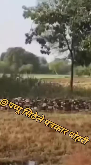 कूनो सेचुरी के चीता ने बछौरा किसान मे. हिरन का शिकार कर झिरी गाँव मे अब्दुल समद खाँन के खेत मे शिकार की तलाश मे पहुंचा