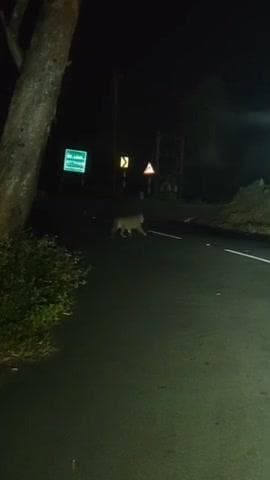 வால்பாறை: ரொட்டி கடை குடியிருப்பு பகுதியில் சிறுத்தை நடமாட்டம்