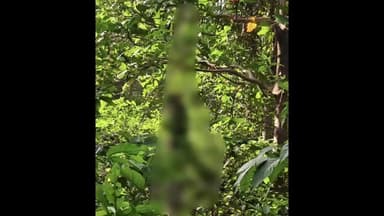 ବାରିପଦା ମ୍ୟୁନିସିପାଲଟି: କାଠପାଳ ସ୍ଥିତ ସୁବର୍ଣ୍ଣରେଖା କେନାଲ ପାର୍ଶ୍ଵ ଜଙ୍ଗଲରୁ ଡାକ କର୍ମଚାରୀଙ୍କ ଝୁଲନ୍ତା ମୃତଦେହ ଉଦ୍ଧାର