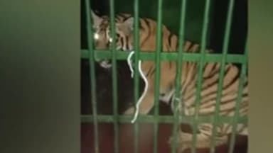 सावली: डोनाळा व सिरसी बेटातील जंगलात तीन बछड्यांसह वाघिणीला जेरबंद करण्यास वन विभागाला यश आले आहे