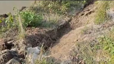 মানিকচক: অসময়ের ভাঙ্গনের নদীর পাড়ের অংশ তলিয়ে যাচ্ছে কাকড়িবাধা এলাকায়,আতঙ্কে মানুষ।