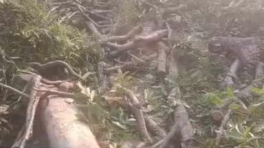 सोहावल: हाजीपुर में दूसरे के बाग से काटे गए हरे-भरे पेड़, घटना की लिखित सूचना नहीं दी गई