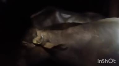 केसठ: केसठ बैजनाथपुर डेरा में भैंसा और एक भैंस चोरी करने आए अज्ञात चोरों की कोशिश नाकाम