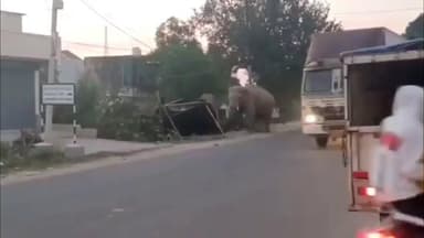 गोमिया: तिलैया गांव में हाथियों के झुंड का हमला, दो युवकों की मौत से ग्रामीणों में दहशत