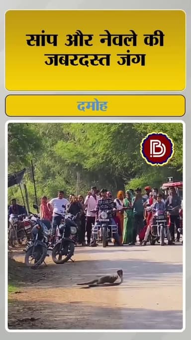 बीच सड़क सांप और नेवले के बीच हुई जबरदस्त जंग, हो गया चक्का जाम