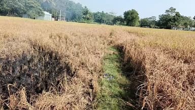 ধানক্ষেতে আগুন লাগিয়ে দিল চাষীরা!সরকারি সাহায্যের আর্জি