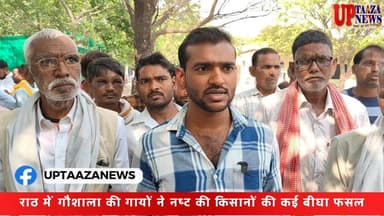 राठ में गौशाला की गायों ने नष्ट की किसानों की कई बीघा फसल