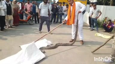 एत्मादपुर: पीली पोखर स्थित विद्युत उप संस्थान के बाहर निकाला विशाल का अजगर, नितेश भारद्वाज ने किया रेस्क्यू