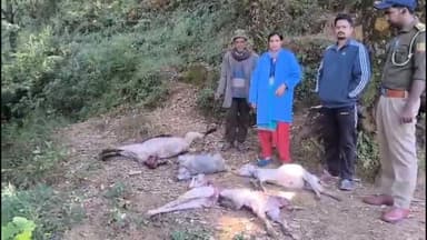 कपकोट: गडेरा गांव में बकरी पालक हयात सिंह की 13 बकरियों पर गुलदार का हमला, 8 का शव बरामद, पशुपालन व वन विभाग मौके पर पहुंचे