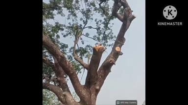 निज़ामाबाद: तेलीपुरा गांव में ग्रामसभा की जमीन से हरे फलदार पेड़ों की अवैध कटाई का आरोप, SDM ने जांच के आदेश दिए