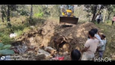 चिखलदरा: तेल्या बाबा परिसरात मालवाहू ट्रकने चौदा गायींना चिरडले