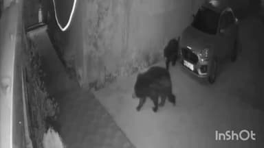 मनेंद्रगढ़ शहर में भालू का देर रात विचरण, सोशल मीडिया पर वीडियो हुआ वायरल