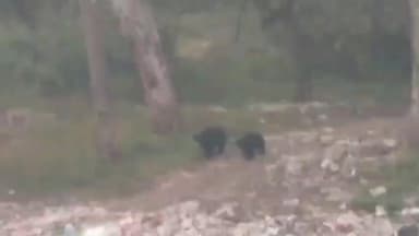 चारामा: NH-30 माकड़ी पुल के पास दिखे मादा भालू और शावक, लोगों ने बनाया वीडियो, सोशल मीडिया पर हुआ वायरल #viral