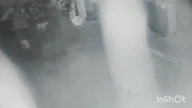 ಶಿರಸಿ: ಮಳಲಗಾಂವದ ಫಾರ್ಮಹೌಸನಲ್ಲಿ ನಾಯಿ ಹೊತ್ತೊಯ್ದ ಚಿರತೆ