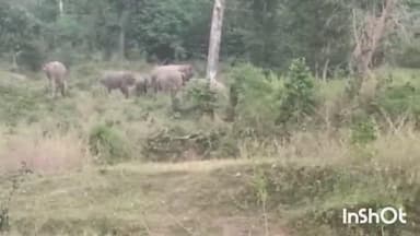उदयपुर: 11 हाथियों का दल मुडगांव जंगल में कर रहा विचरण, ग्रामीण हाथियों के करीब जाकर वीडियो बनाकर सोशल मीडिया पर कर रहे वायरल