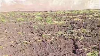 सीतामऊ: प्याज के भाव कम मिलने से नाराज़ किसान ने तितरोद में 3 बीघा प्याज की फसल पर चलाया रोटावेटर