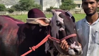 कळमनूरी: दांडेगावचा सर्जा आणि करोडीच्या लखन नावाच्या बैलाने मालकाला मिळवून दिली फॉर्च्युनर कार आणि चांदीची गदा