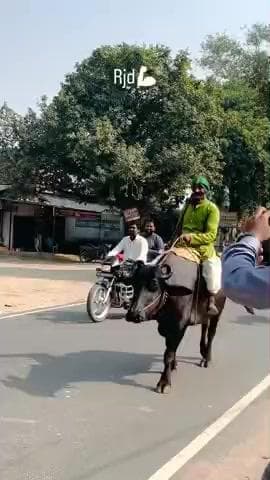 ढेकहा बतैरलीया (Motihari) चाचा जी भैंस पे बैठ कर अपना मतदान करने पहुंचे। लगता है की राजद (RJD) दीवाना है