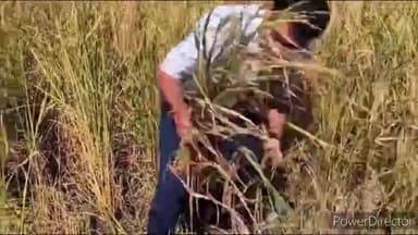 किच्छा: उपजिलाधिकारी ने ग्राम बरी में खरीफ धान की क्रॉप कटिंग की