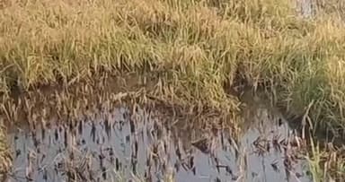 कटनी के रीठी क्षेत्र में धान की कटनी शुरू, बारिश से फसलें बर्बाद, किसानों ने सरकार से मुआवजे की मांग की