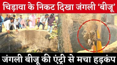 #चिड़ावा के निकट दिखा जंगली ‘बीजू’, जंगली बीजू की एंट्री से मचा हड़कंप, देखें पूरा मामला #viral