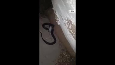 गंगरार: सूरजपोल मार्ग स्थित फैक्ट्री में निकला जहरीला सांप, मच गया हड़कंप