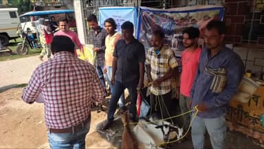 চাঁচল ১: চাচোল এক নম্বর ব্লক প্রাণিসম্পদ দপ্তরে অনুষ্ঠিত হলো ছাগল বিলি কর্মসূচি