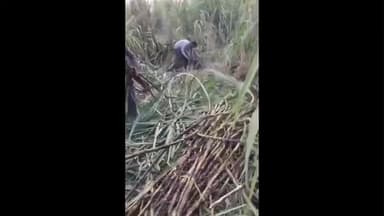 बड़ौत: चंदायन के जंगल में विद्युत ट्रांसफार्मर से तार टूटकर गिरने से आजमपुर मुलसम के किसान की ढाई बीघा गन्ना फसल जल गई