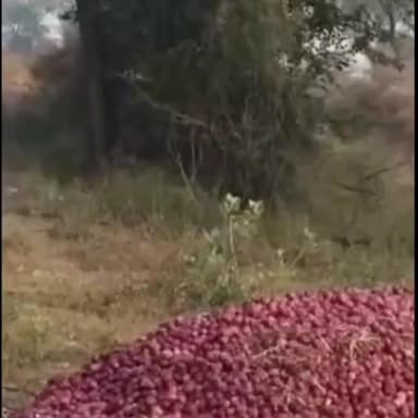 राजगढ़: राजगढ़ उपखंड क्षेत्र में प्याज के सही भाव नहीं मिलने पर किसानों ने सुखी नदी में फेंकी प्याज