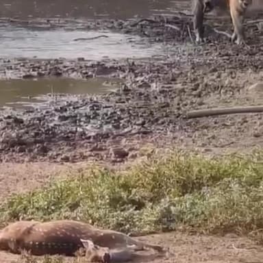 थानागाजी: थानागाजी में सरिस्का अभ्यारण से एस टी 2401 करीब 5 माह से लापता, कैमरा ट्रैप भी नहीं पकड़ पाए