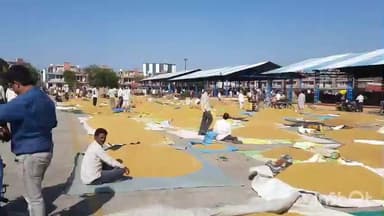 जावरा: जावरा कृषि उपज मंडी में आज 11 नवंबर 2025 को कृषि उपज के भाव में रहा उतार-चढ़ाव