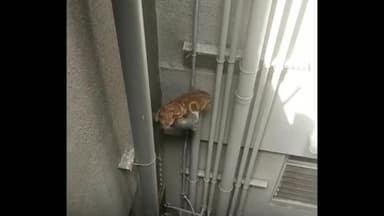 हवेली: रावेत येथे इमारतीच्या सातव्या मजल्यावर व्हेंटिलेशन डक्टमध्ये अडकलेल्या मांजरीचा अग्निशमन दलाच्या जवानांनी केली सुटका