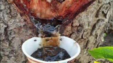 बिजावर: बिजावर में वन विभाग की अनूठी पहल, आदिवासियों को जैव विविधता आधारित प्रशिक्षण दिया गया