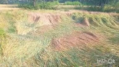 पोड़ैयाहाट: मोनथा तूफान से पोड़ैयाहाट में फसल खराब, अब तक नहीं मिला कोई मुआवजा