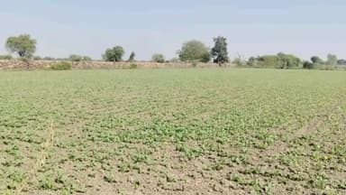 किशनगंज: किशनगंज क्षेत्र में सरसों का रकबा घटा, जबकि गेहूं का रकबा बढ़ा