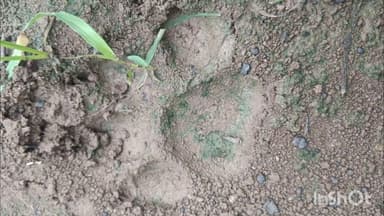 दर्यापूर: अंबा देवी साखर कारखान्यामागे आढळले वन्य प्राण्यांचे पायाचे ठसे;शेतकऱ्यांमध्ये भीतीचे वातावरण