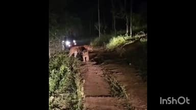 बिछिया: कान्हा में दिखा अद्भुत नज़ारा: नाइट सफारी में बाघिन दो शावकों के साथ आई नज़र, वीडियो वायरल