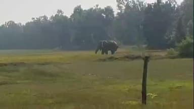 জামবনি: হাতি প্রবেশ করতেই আস্তি, মালবাঁধি সহ একাধিক এলাকায় সতর্কতা জারি করল বনদপ্তর