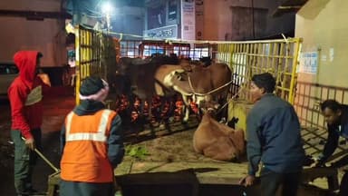 कोंडागांव: कोंडागांव में घुमंतू पशुओं पर नगर पालिका ने की सख्त कार्रवाई, 15 दिनों में होगी नीलामी प्रक्रिया शुरू