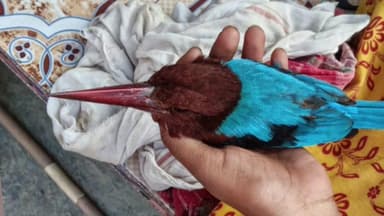 কুলতলি: গাছের মগডাল থেকে জালে জোড়ানো মাছ রাঙ্গা পাখিকে উদ্ধার করে প্রাণে বাঁচালো মহিলা