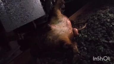 खालापूर: खोपोली–मुंबई लोकल ट्रेन बैल धडकेमुळे ठप्प — प्रवाशांची ट्रॅकवरून पायी चालत सुटका,
काही वेळानंतर वाहतूक सुरळीत