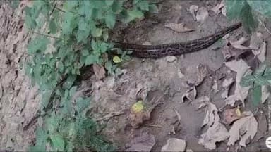 तुलसीपुर: सोहेलवा वन्य जीवप्रभाग के गोठवा गांव में 15 फीट लंबा चित्ती सांप निकलने से मचा हड़कंप, वन विभाग ने पकड़कर जंगल में छोड़ा