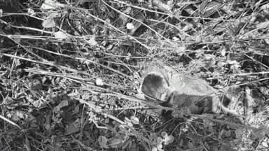 बिरसिंहपुर: बरौ मौहरिया में जंगली जानवर का करंट लगाकर शिकार, एक शिकारी गिरफ्तार