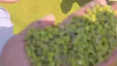 मेड़ता: मेड़ता कृषि मंडी में मूंग की आवक लगातार जारी है