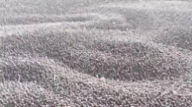 अवंतिपुर बड़ोदिया: सुजालपुर मंडी में गेहूं ₹2961/क्विंटल और सोयाबीन ₹4811/क्विंटल तक बिका