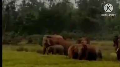 সাঁকরাইল: সাঁকরাইলে দাঁতাল হাতির তাণ্ডব, নষ্ট হল ১২ কাঠা জমির ধান চাষ, মাথায় হাত চাষীদের