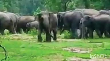 गडचिरोली: मकेपल्ली-चनकापूर परिसरात रानटी हत्तींचा धुडगूस सुरुच, मकेपल्लीत धानाचे नुकसान