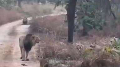 તાલાળા: તાલાલાગીર નજીક કમલેશ્ર્વર ડેમ વિસ્તારના જંગલમા 10 સિહ પરીવાર વચ્ચે બહારની સિહણ આવતા થઈ વચઁસ્વની લડાઈ